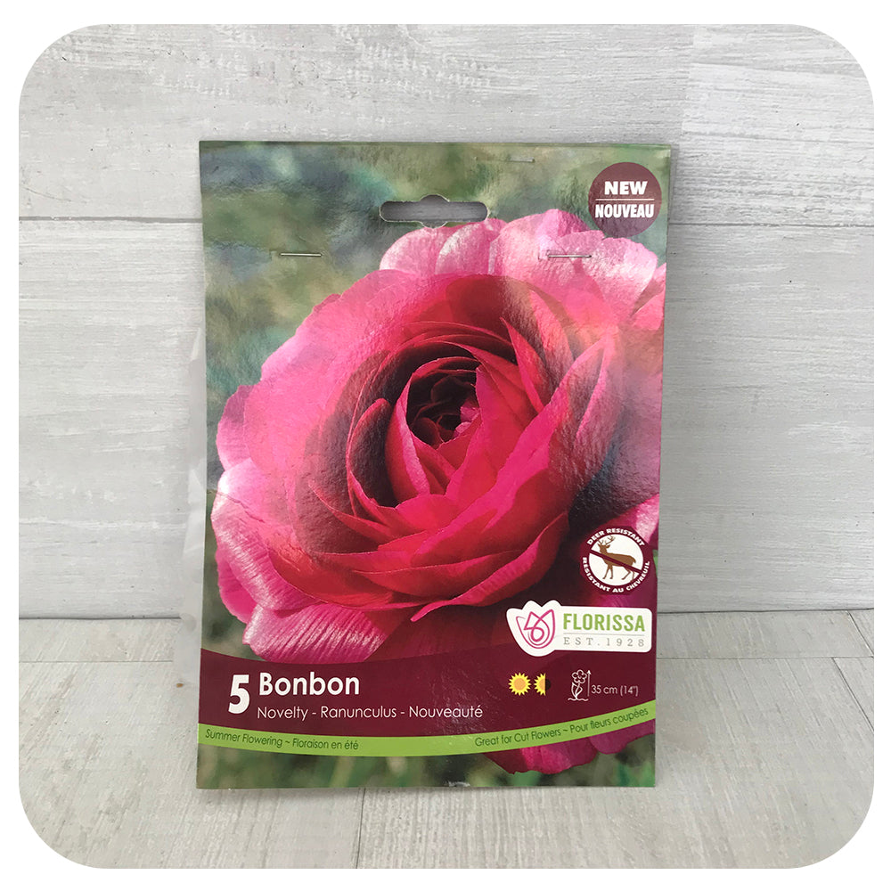 Ranunculus Amandine Bonbon - flower bulbs