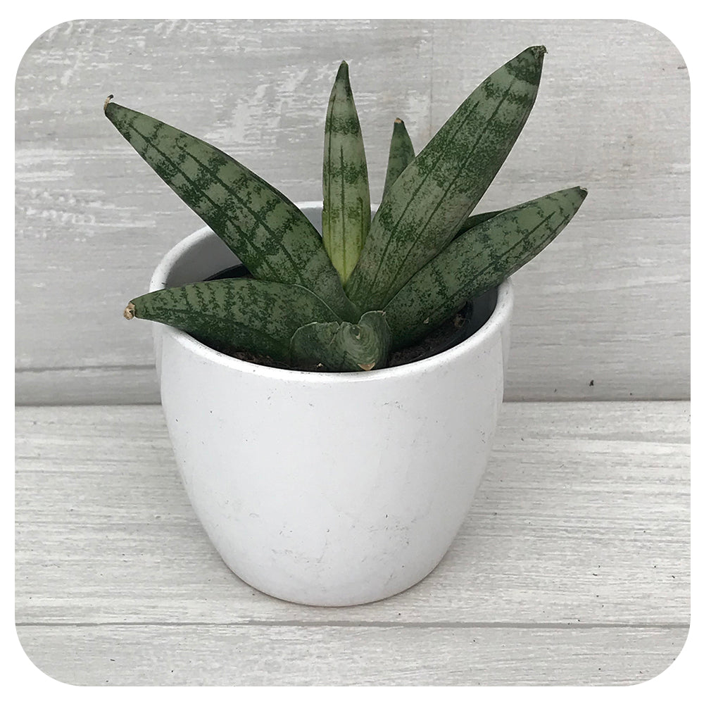 sansevieria starfish boncel Snake Plant ‘Boncel Starfish’ (sansevieria)