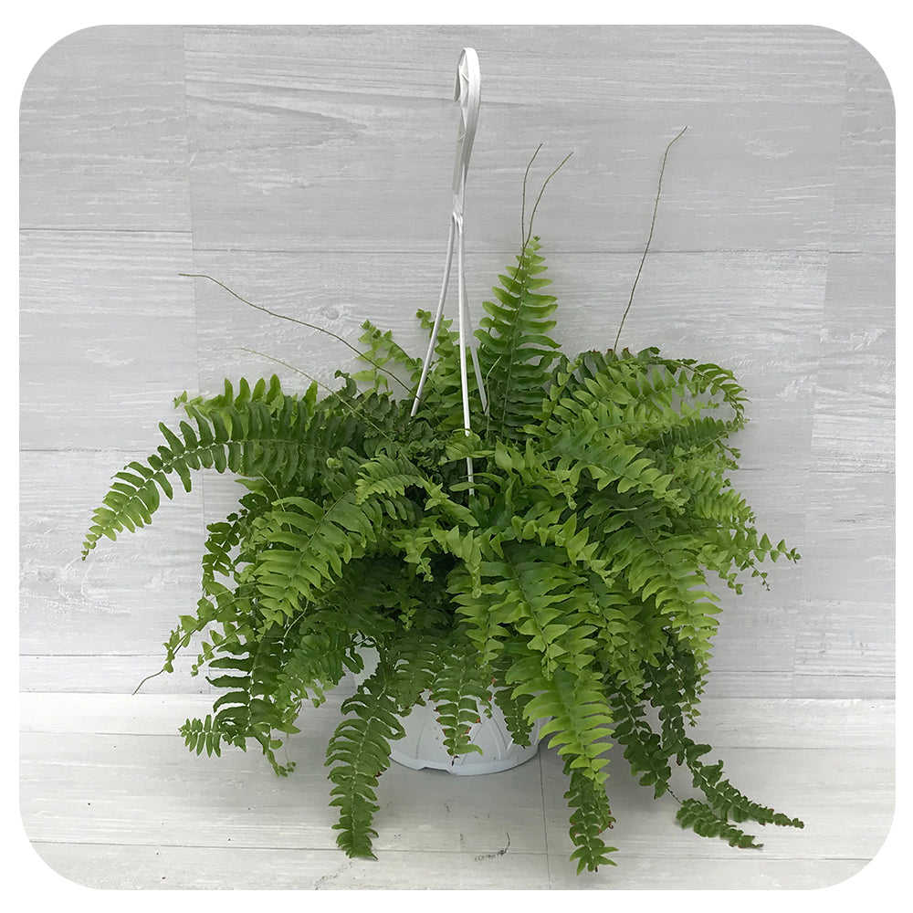 Boston Fern Hanging Basket (Nephrolepis Exaltata Bostoniensis)