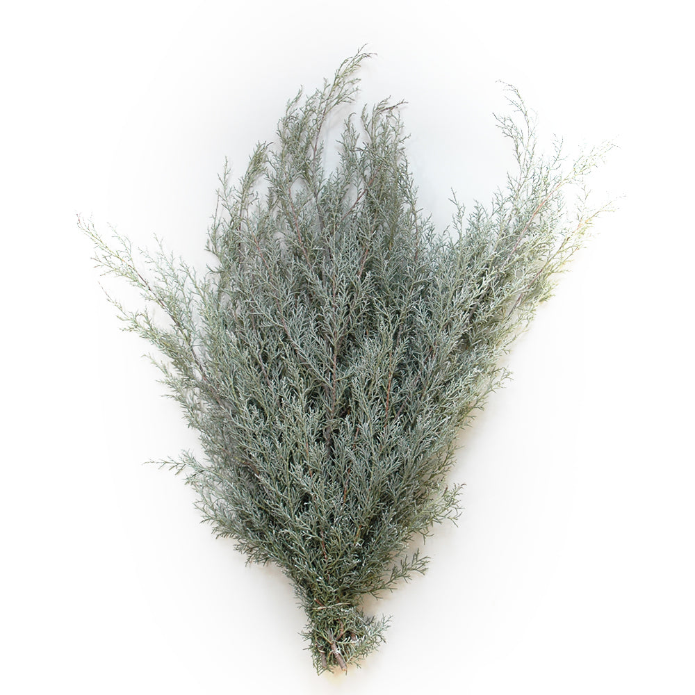 Misted Carolina Sapphire