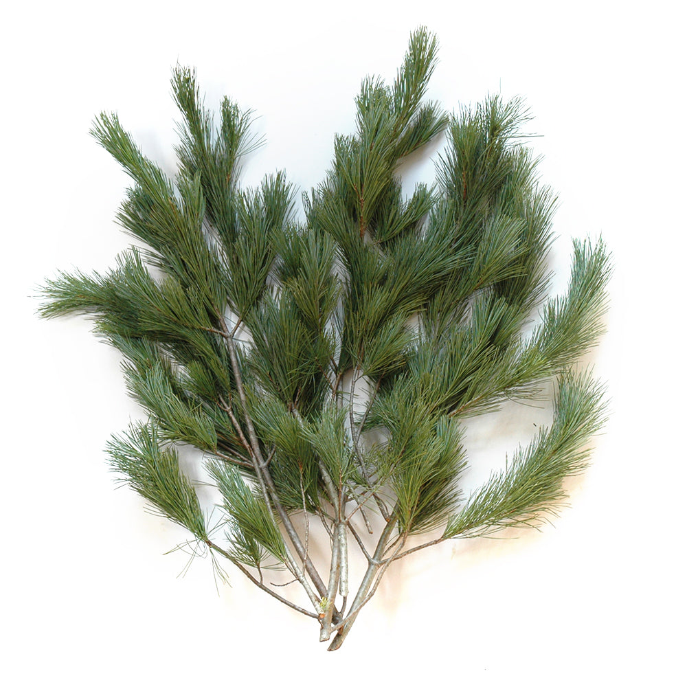 White Pine