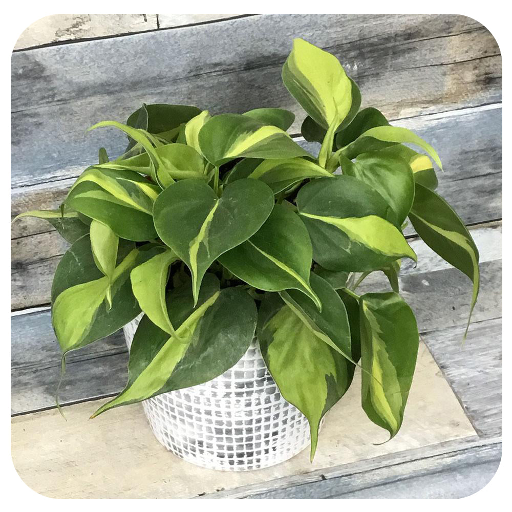 Philodendron Brasil