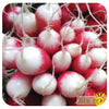 Radish 'French Breakfast' Seeds