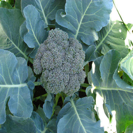 Broccoli - Organic