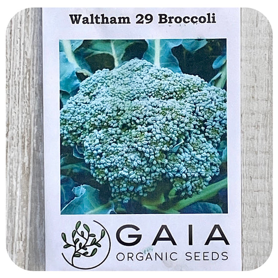 Broccoli Seeds (Organic)