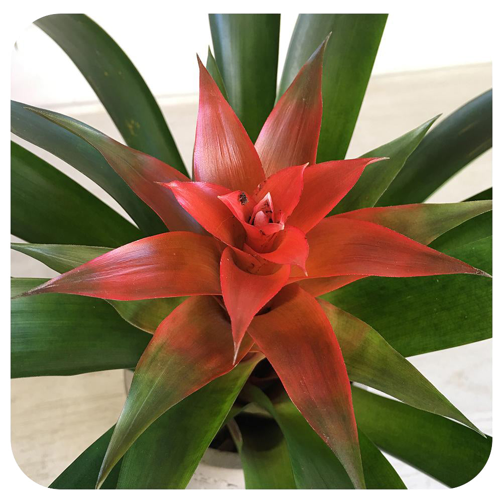 Bromeliad Guzmania