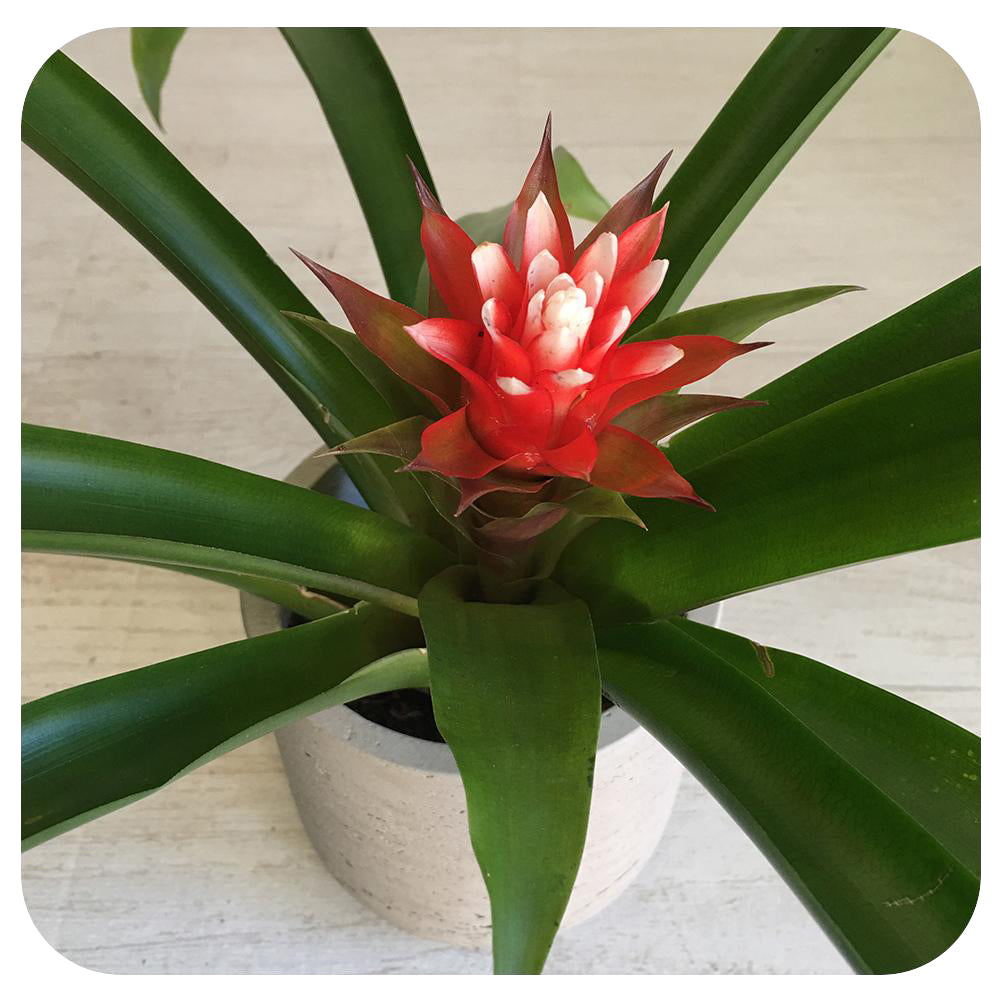 Bromeliad Guzmania