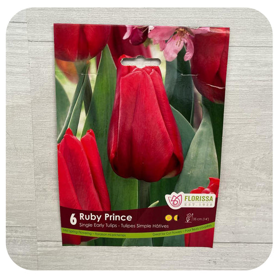 Tulip 'Ruby Prince'