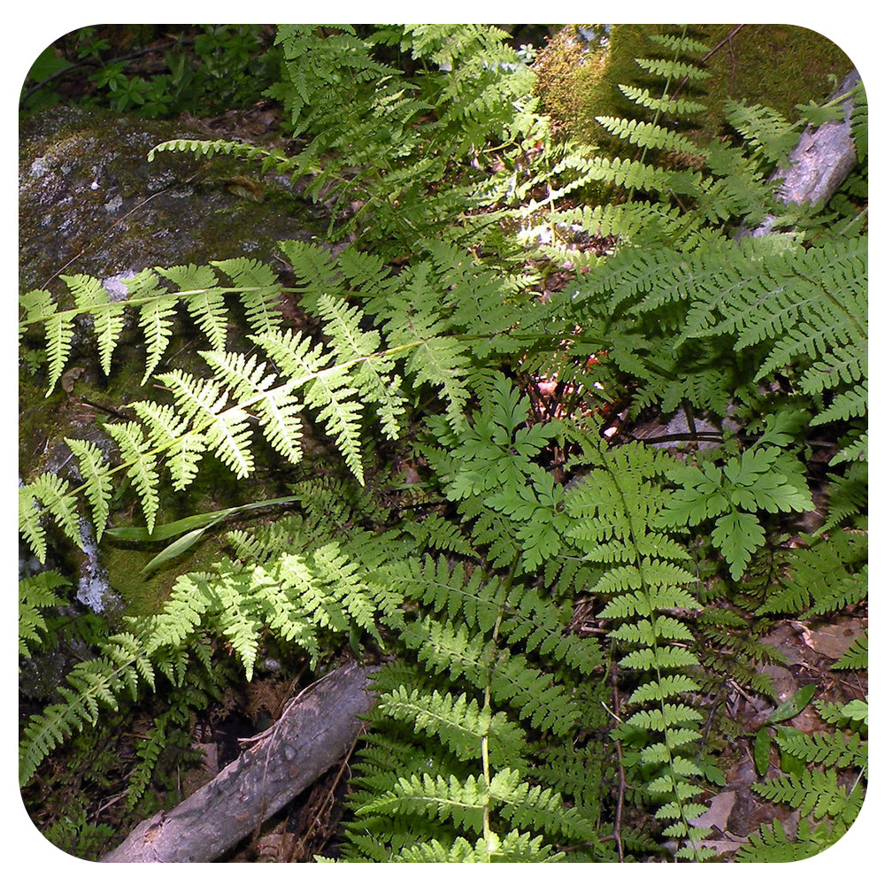 Bulblet Fern Cystopertis bulbifera (NATIVE PERENNIAL)