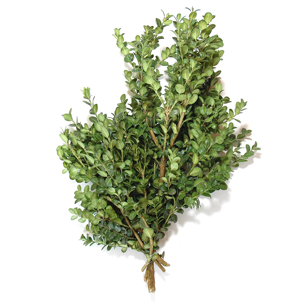German Boxwood (Large Leaf)