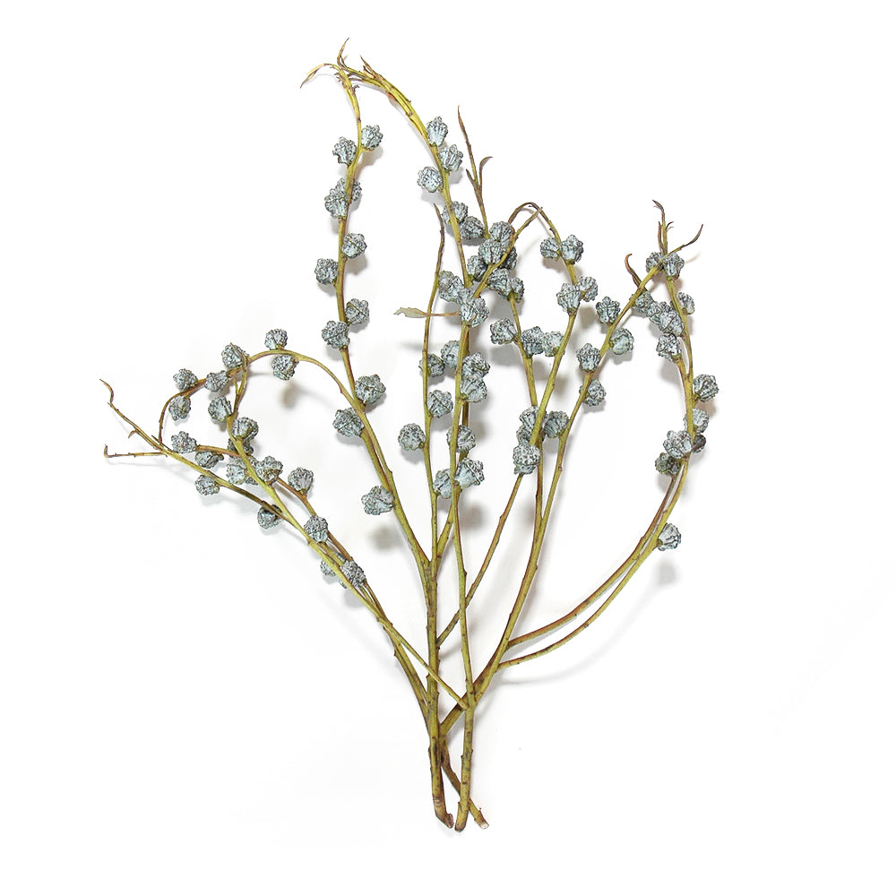 Eucalyptus Silver Bells  (Pods)