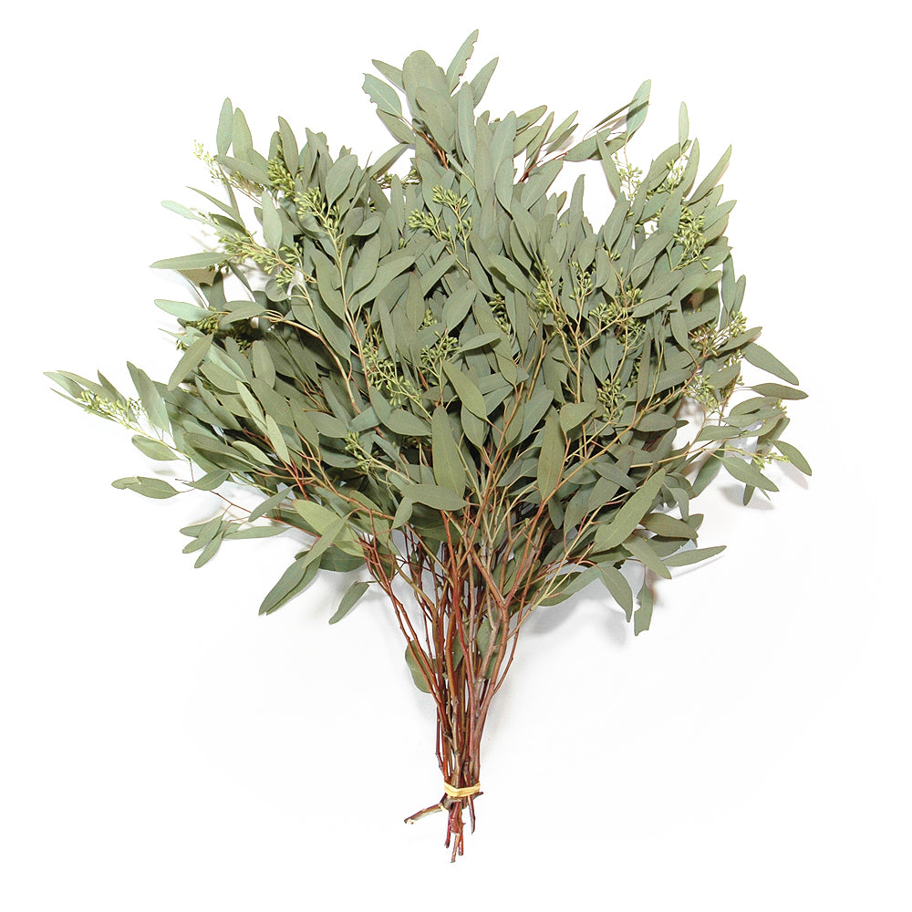 Eucalyptus - Seeded