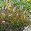 Dwarf Fountain Grass  'Burgundy Bunny' (Pennisetum alopecuroides)