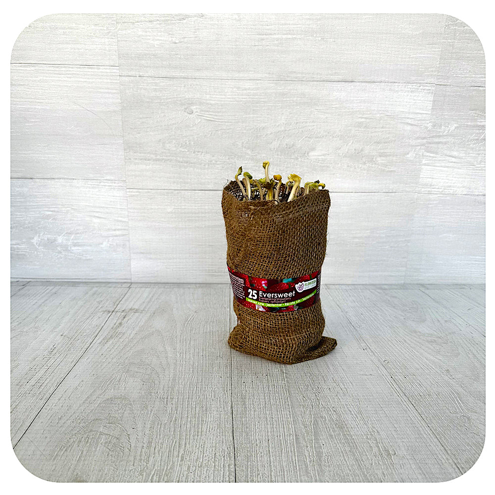 Strawberry Eversweet