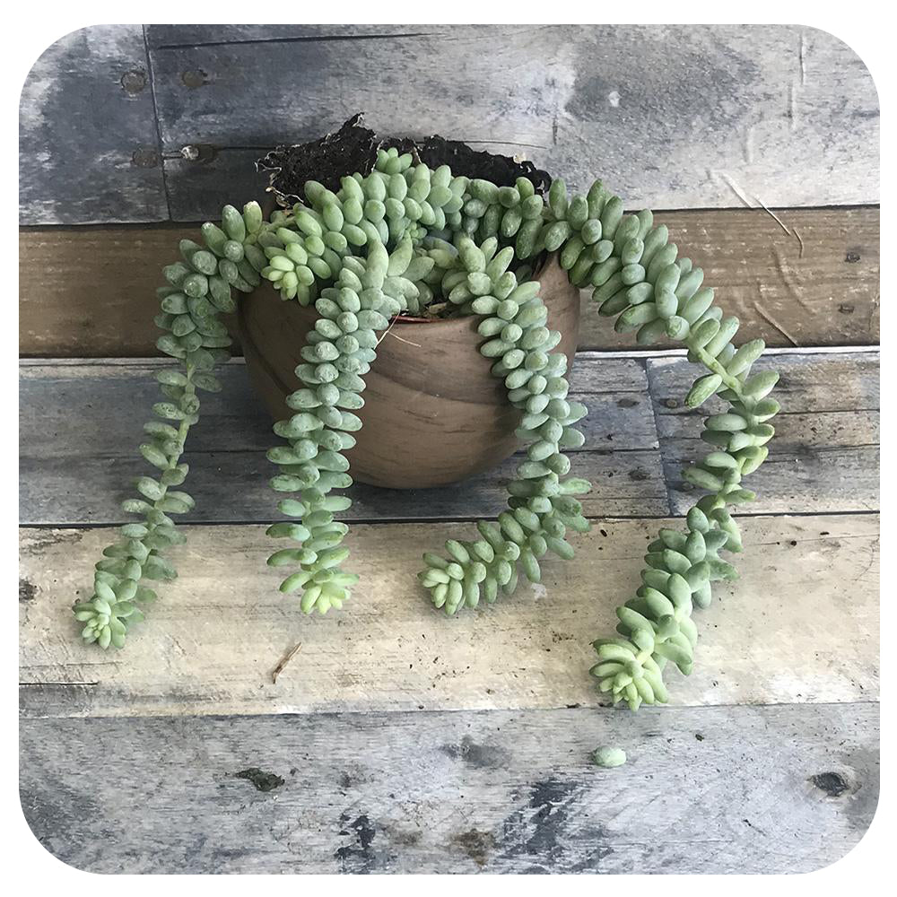 Burro's Tail (Sedum morganianum)