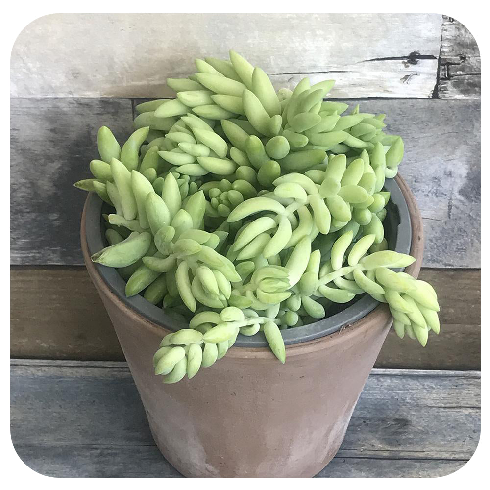 Burro's Tail Hanging Basket