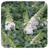 Butterfly Bush 'Pugster White' by Proven Winners' (Buddleia)