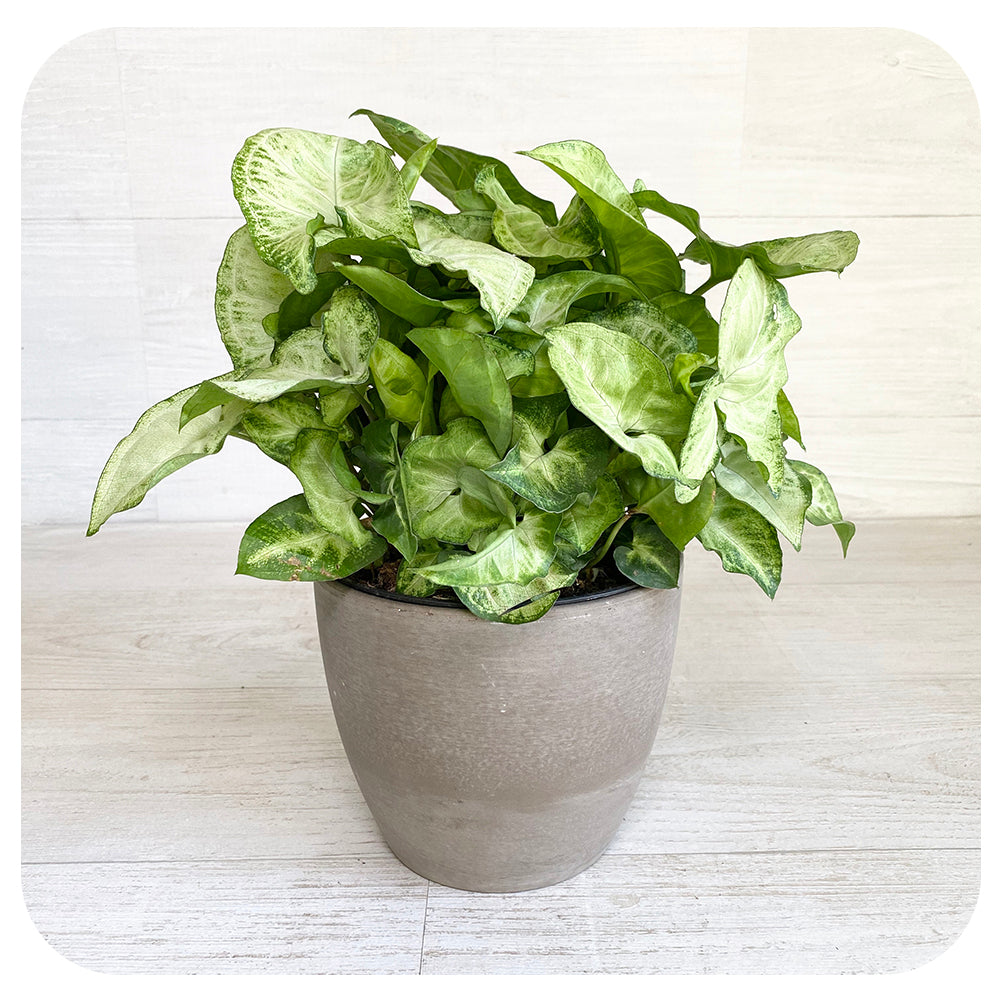 Nephthytis Butterfly