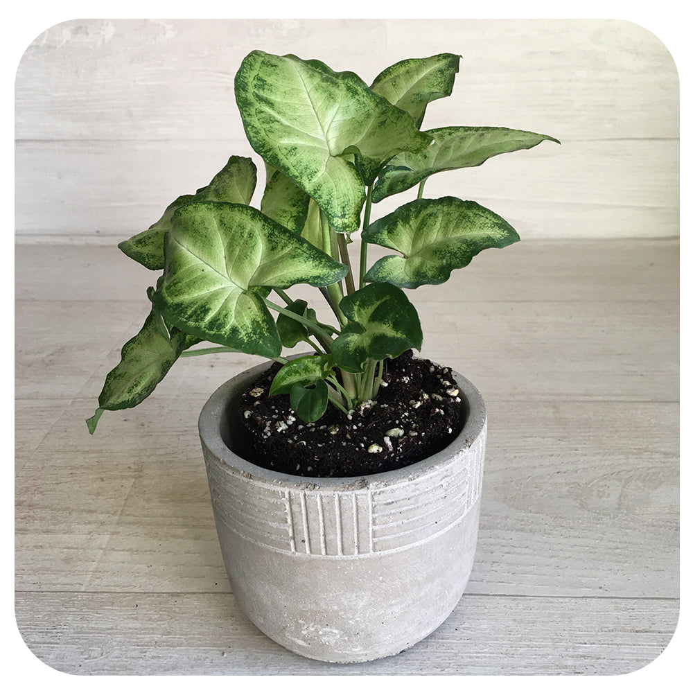 Nephthytis Butterfly