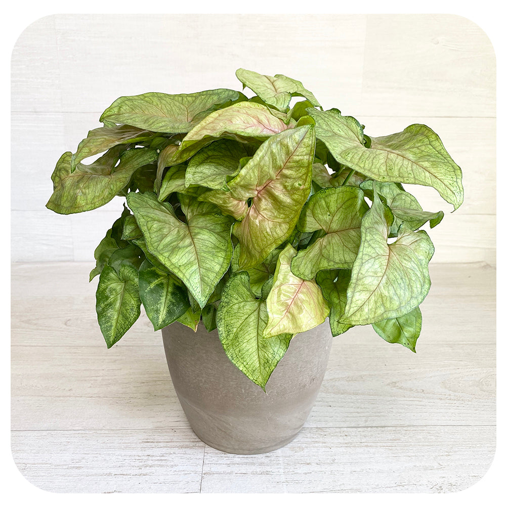 Nephthytis Butterfly