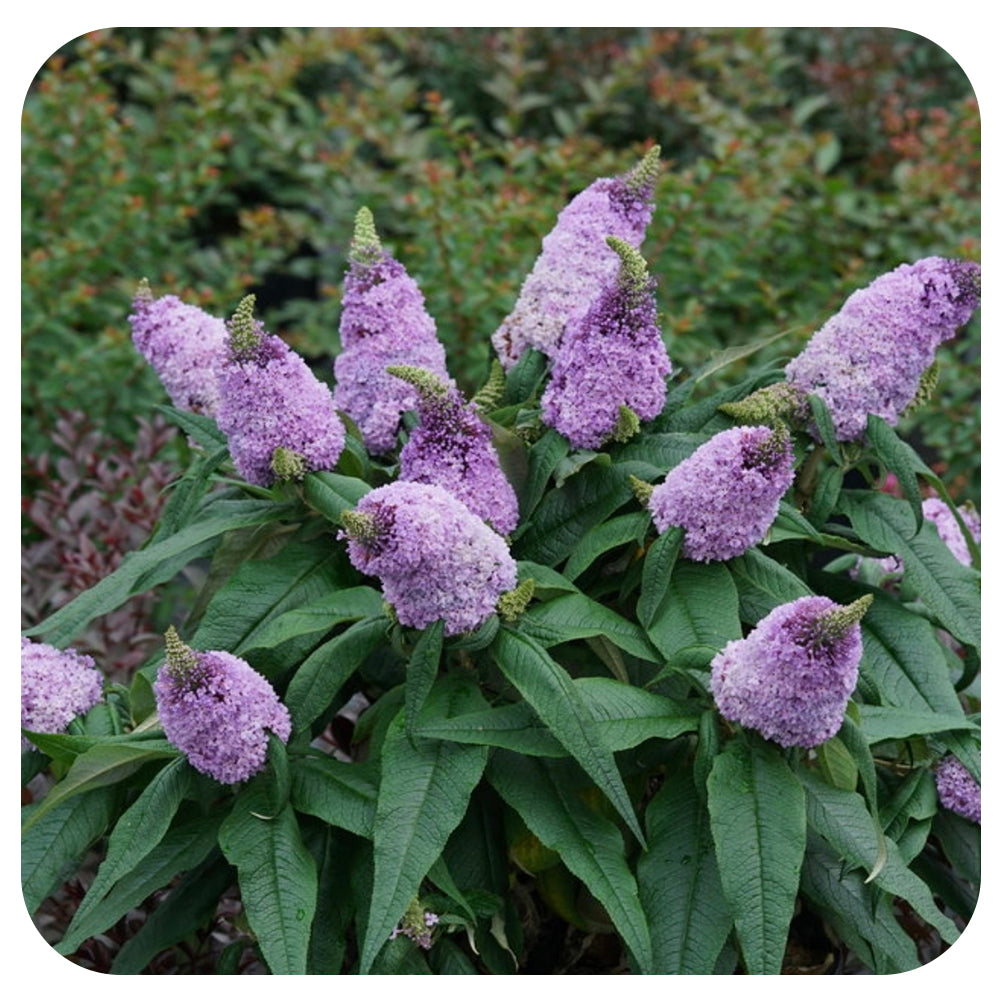 Butterfly Bush Pugster 'Amethyst' (Buddleia) by Proven Winners