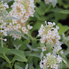 Butterfly Bush ‘Chrysalis White'