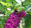 Butterfly Bush ' Prince Charming' (Buddleia davidii)