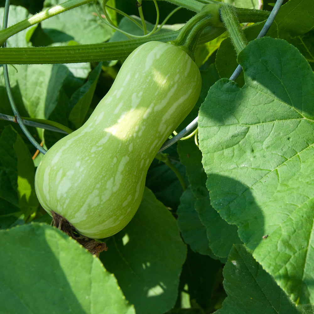 Squash Butternut - Organic