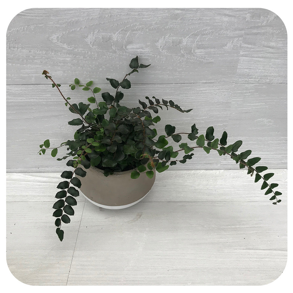 Button Fern (Pellaea rotundifolia)