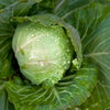 Cabbage (Organic)