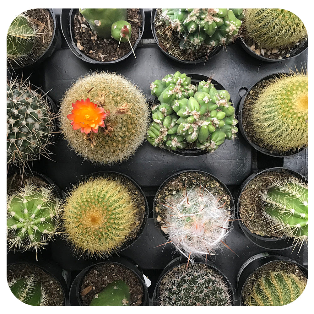 Cactus assorted 2.5" (CA)