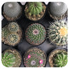Cactus - Assorted 4"