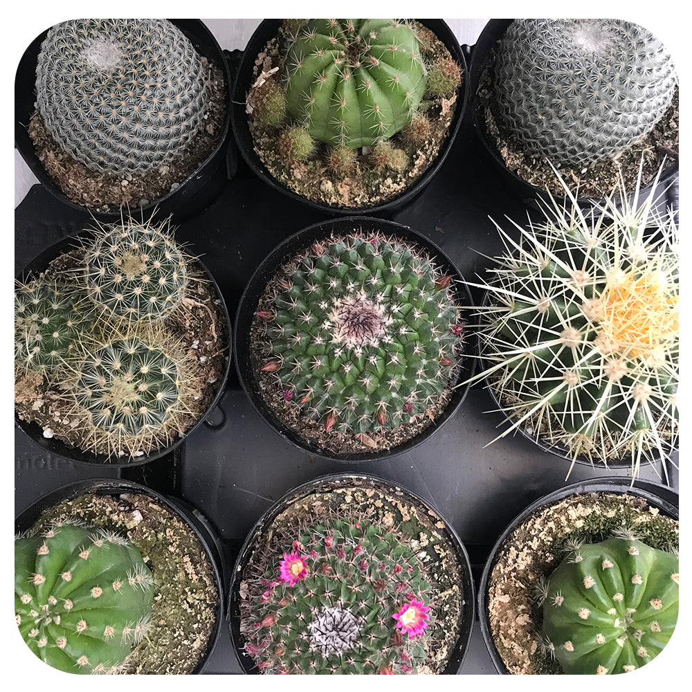 Cactus (CA) - Assorted 4"