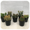 Cactus - Assorted 5"