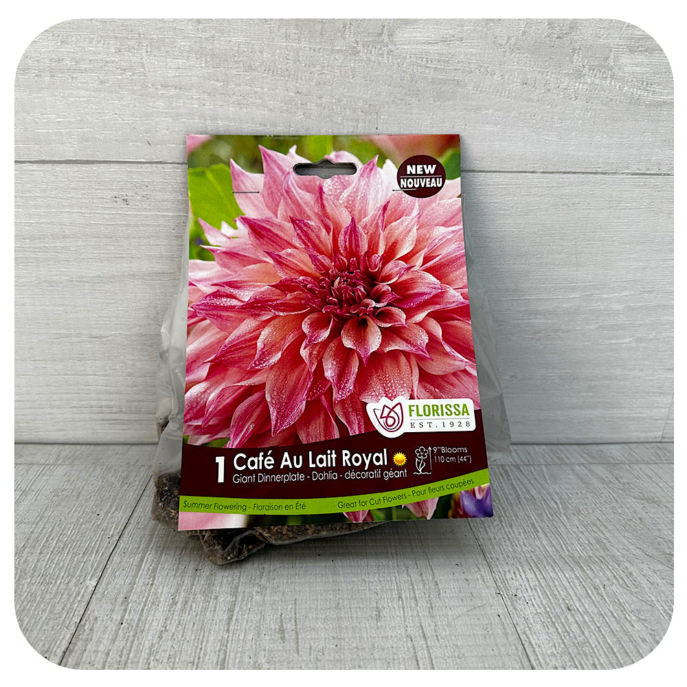 Dahlia - Dinnerplate Cafe  Au lait Royal