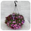 Hanging Basket Sun - Calibrachoa Pink and Light Blue