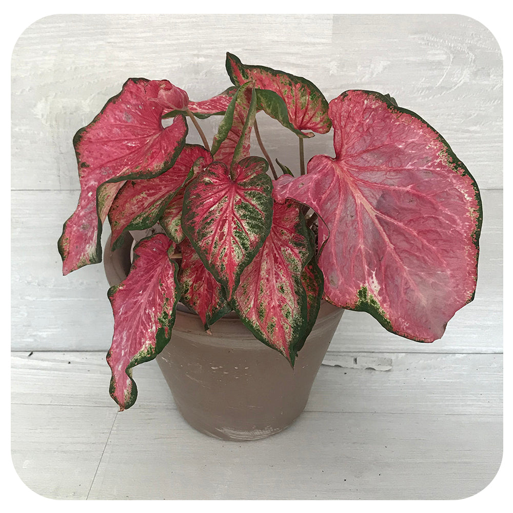 Caladium