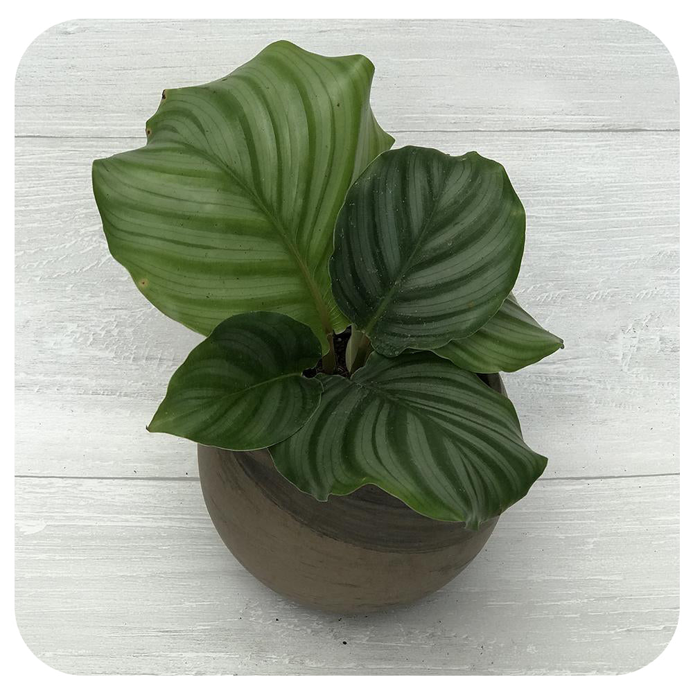 Calathea Orbifolia