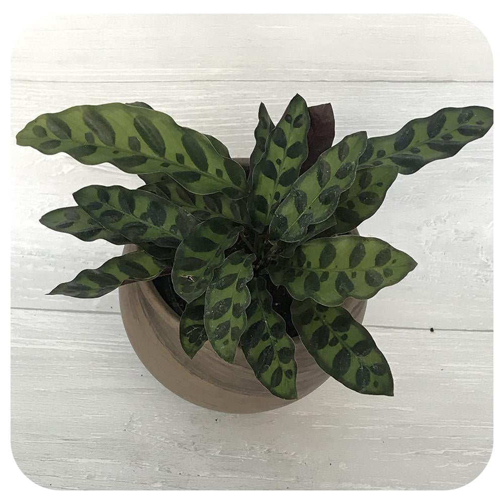 Calathea Lancifolia 'Rattle Snake'
