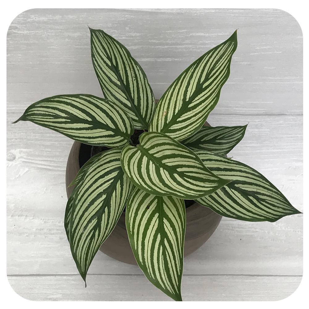 Calathea Vittata