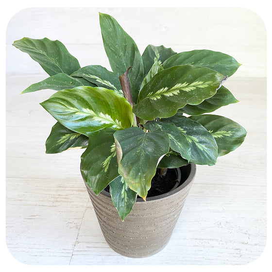 Calathea undulata