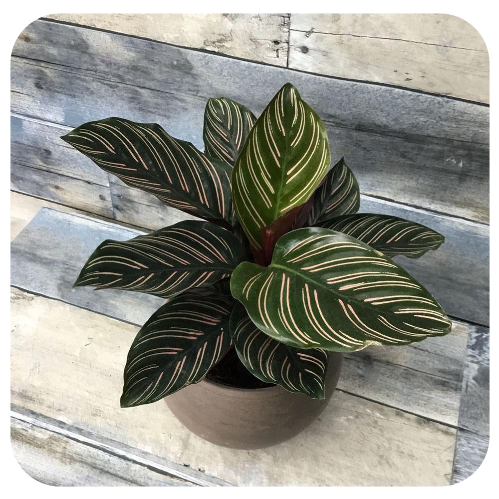 Calathea ‘Ornata'