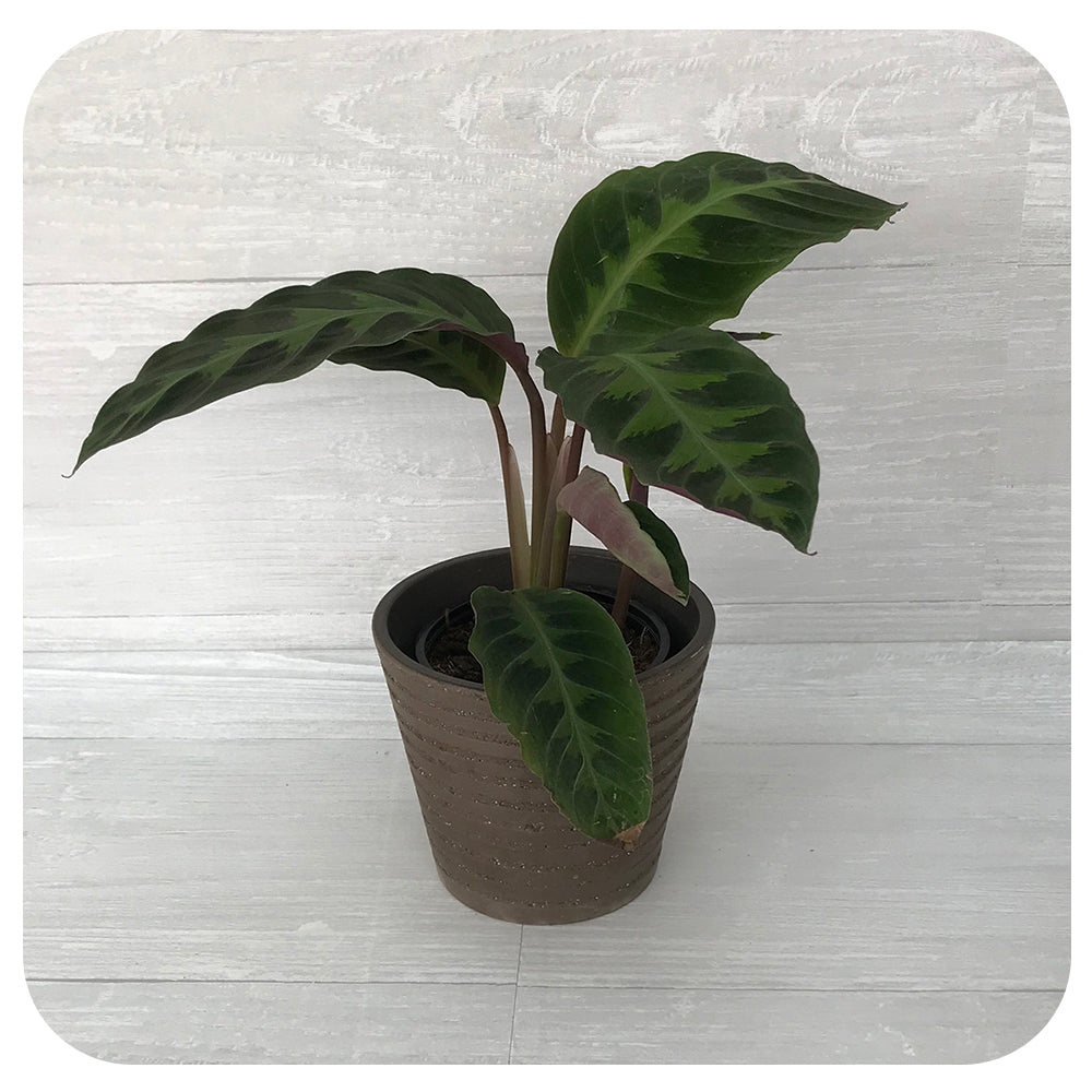 Calathea 'Jungle Velvet'