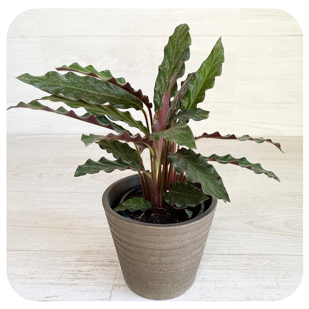 Calathea 'Rufibarba"'