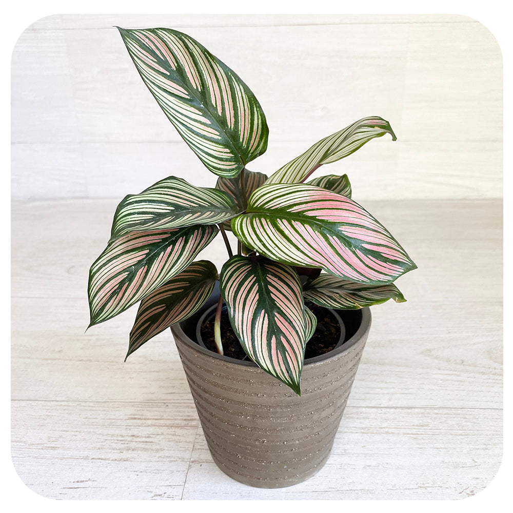 Calathea Whitestar