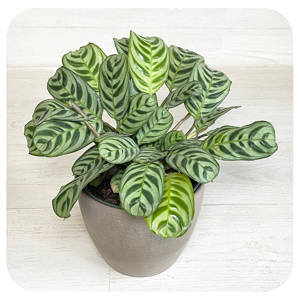 Calathea 'Burle Marx'' - Davenport Garden Centre