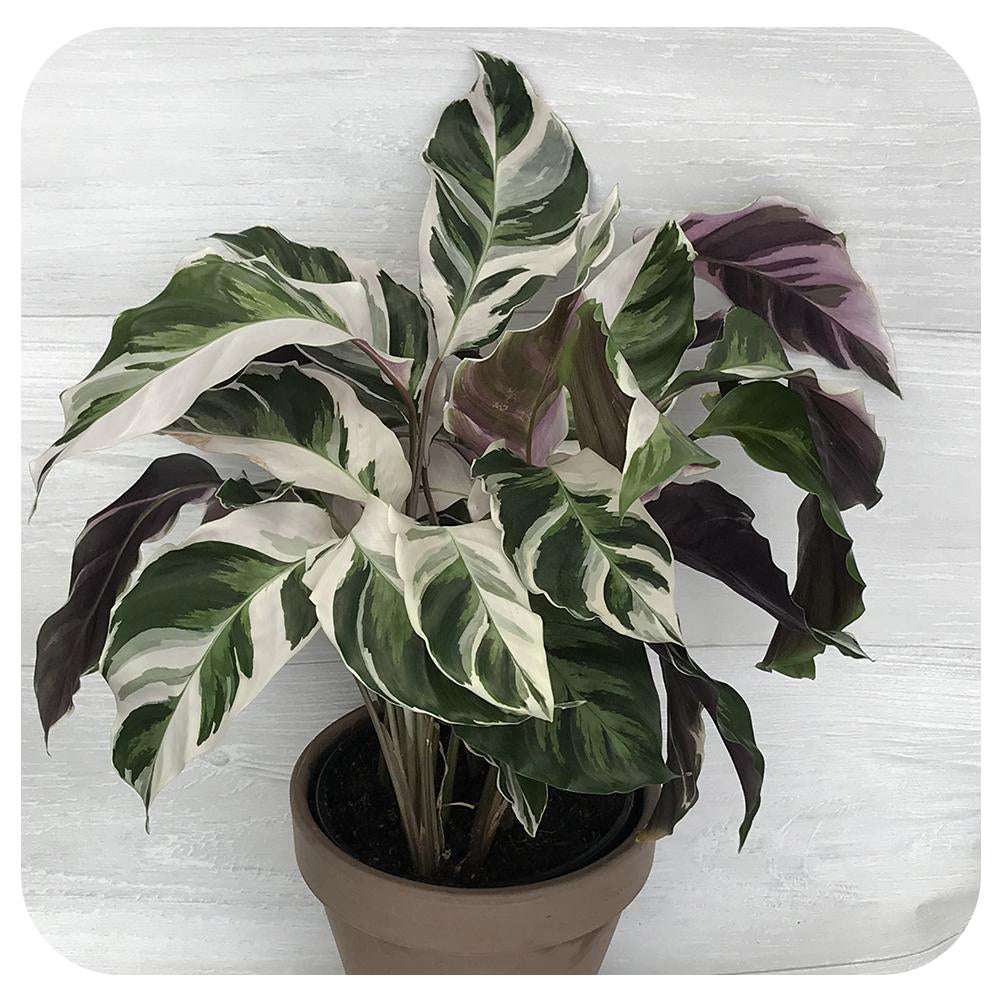 Calathea Fusion White
