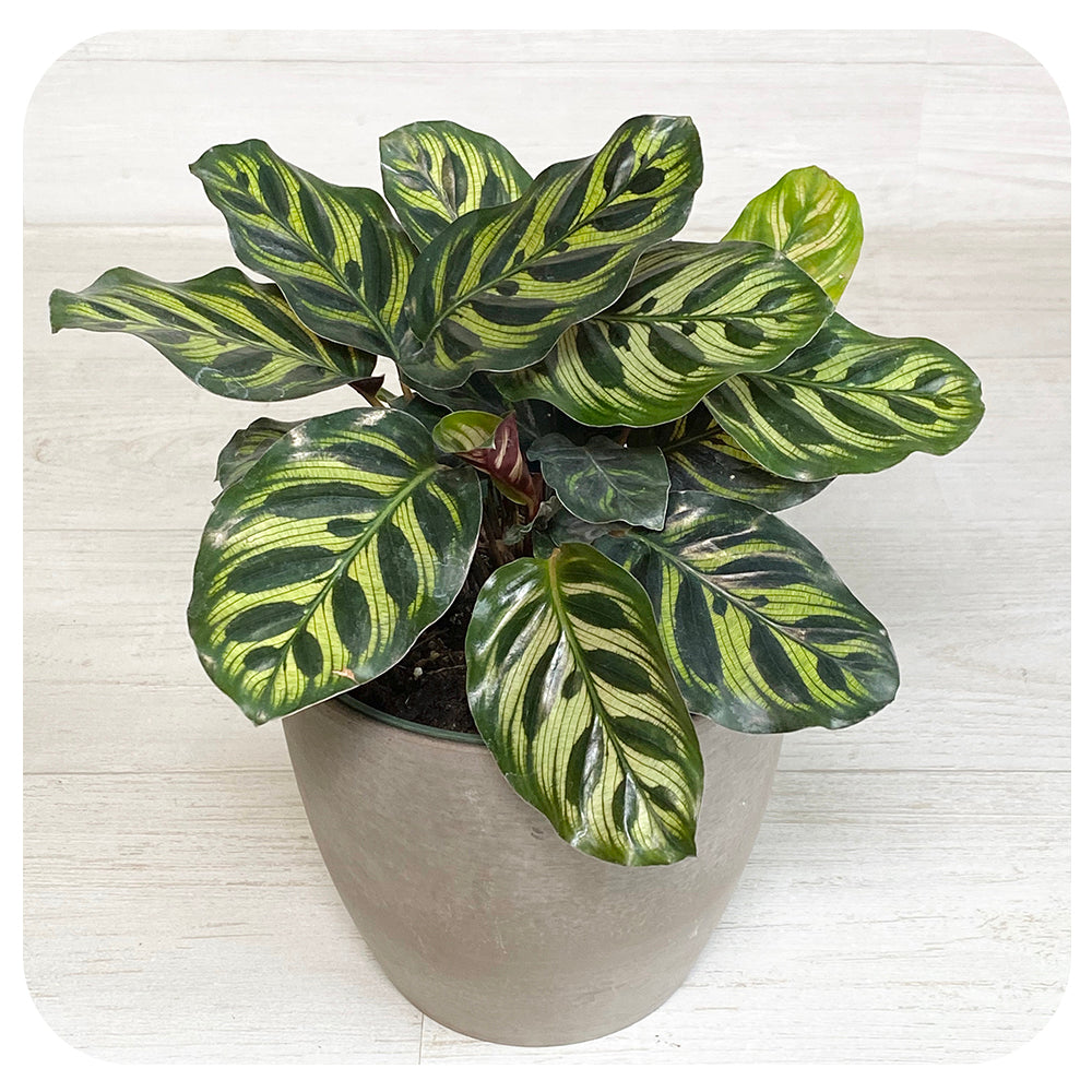 Calathea 'Makoyanar'