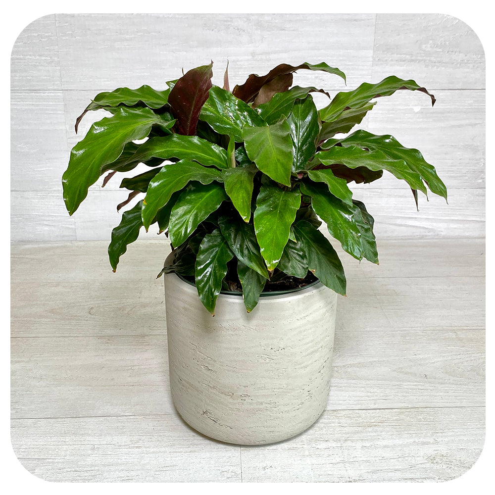 Calathea 'Rufibarba"'