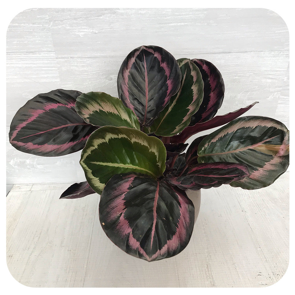 Calathea 'Dottie' - Davenport Garden Centre